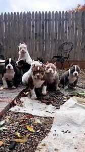 278K views · 6.7K reactions | PUPPIES AMERICAN BULLY朗 | ToritosBulls Kennel | Facebook