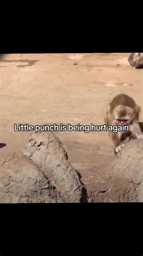 😰💔 Baby Punch is being hurt again... There's a new video with a small Punch, which shows how others Monkeys Frightened, the baby immediately runs away to his