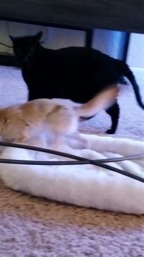 Fennec Fox Argues with Cat Over a Bed #animal #cute #fennec