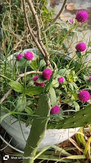 Gomphrena flower#gomphrena flower plant care
