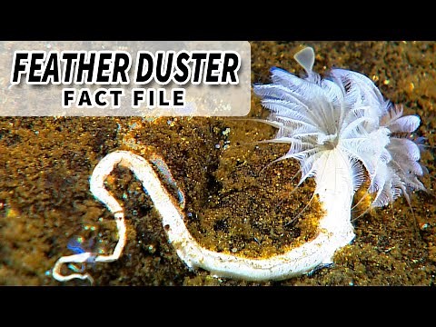 Feather Duster Worm Facts: the FLOWERS of the SEA 🌼 Animal Fact Files