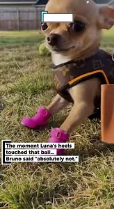 Luna tried to steal Bruno’s ball in pink heels… so he gently filed her under “problem solved” and walked off with the prize. #funnydogs #lunabruno #dogcomedy #petchaos #dogsoftiktok ⚙️ AI-generated for entertainment — no real animals or people involved. | Insects Apex