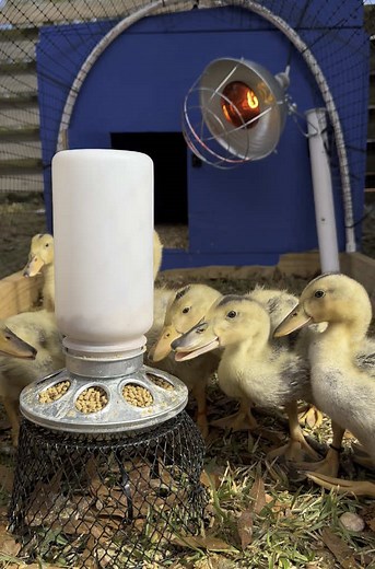 Safe Haven for Ducklings: Protecting Them from Hawks