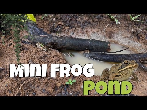 I built a Mini Frog Pond 👆🏻