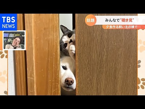 【一押し映像】“夕飯が気になる犬と猫”【Nスタ】