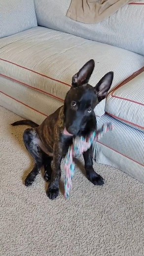12K views · 59 reactions | Jude’s cousin when he was a baby 凉 #derp #blep #cutepuppy #dutchshepherd #puppylife #puppylove | Thesemudderfluffers | Facebook