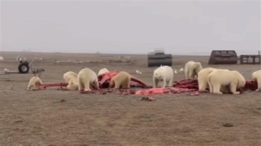 Polar Bears Feast On Whale Carcass (Watch)