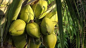 Beautiful Tropical Coconut Tree in hot sunny day, Close up coconut fruit on the tree with copy space. Coconut Palm Tree swaying gently with the breeze full hd and 4k. vacation concept Stock Video