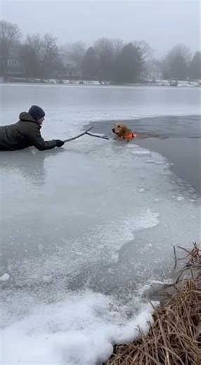 Owner crawls onto thin ice to rescue his dog from freezing water #animal #pet #accident #nature