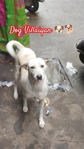 Dog Villaiyan 🐶🐕#shorts #fyp #dog