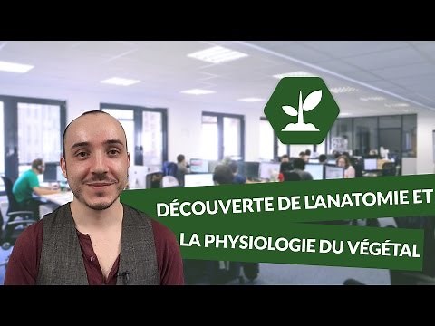 Découverte de l'anatomie et la physiologie du végétal - SVT - TS - digiSchool
