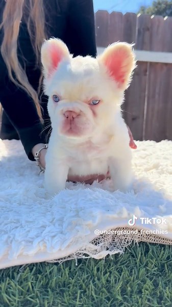 Cream Fluffy Female French Bulldog Past Production