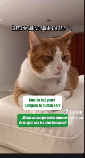 Do you know how old your cat is and how to calculate it? WHAT IS A CAT YEAR? Cat years allow us to calculate a cat’s age to an equivalent human age. On average, cats live to around 12-14 years of age—although they can live much longer! One cat year is equivalent to multiple human years, but not all cat years are created equal... here you go the table to calculate the age Human Years\tCat Years 1 year\t 15 cat years 2 years\t 24 cat years 3 years\t 28 cat years 4 years\t 32 cat years 5 years\t 36