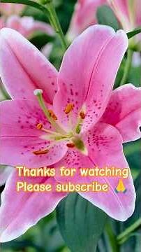 Asiatic Lily Bulbs Complete Guide to Planting🌷#planting #gardening #ytshorts #homegarden