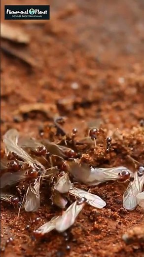 Why Do Some Ants Have Wings? Exploring Ants' Nuptial Flight #shorts #ants