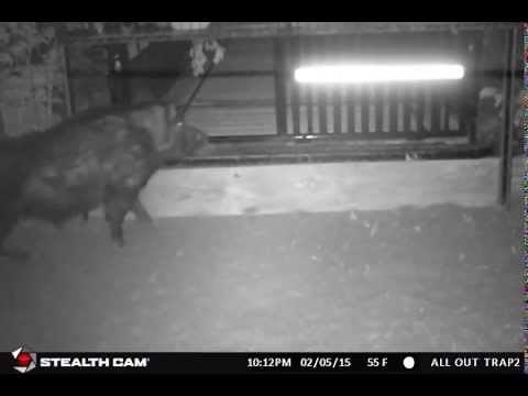 Loading Wild Hogs onto a trailer
