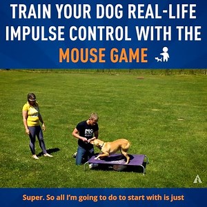 52K views · 333 reactions | There’s a mouse loose in the house!  Don’t worry it’s all part of the game! Mouse Game is a 3-minute exercise to teach your dog simple self-control. Watch how a never-before trained dog becomes the master of impulse control in under 3-minutes  | absoluteDOGS | Facebook