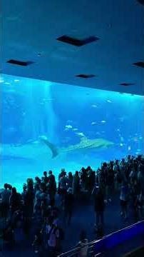 沖縄県国頭郡本部町にある沖縄美ら海水族館に行ってみた。その1｜2019.08.29｜Apple iPhone XS Max｜#shorts