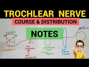 Trochlear Nerve - 2 | Complete Notes