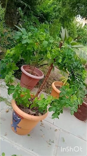 aprajita plants ki cutting#ideas #garden #sorts #gardening