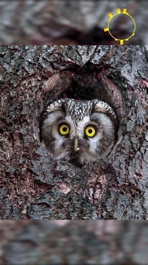 What Do BOREAL OWLS Sound Like?