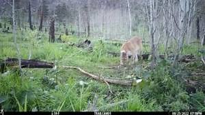 7.2K views · 294 reactions | What sound does a mountain lion make?...
