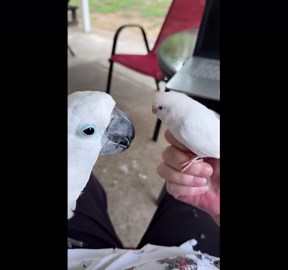 Cockatoo Tongues Little Parrot