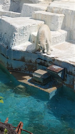 シロクマのブチギレ瞬間を見逃すな！