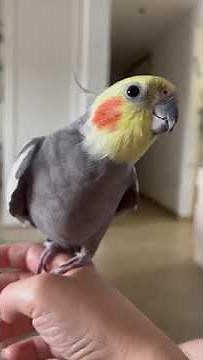 Cockatiel sings Addams Family theme song #cockatiel #addamsfamily