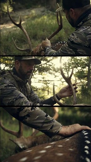 ROARING Axis Bucks in TEXAS