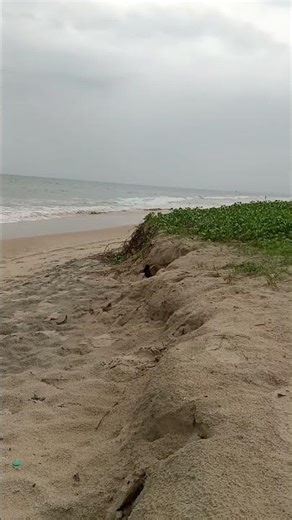 cavelossim beach is beautiful place in the Goa