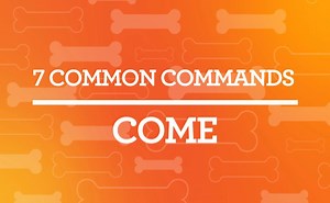 12K views · 722 reactions | The COME command can be a lifesaver if your dog ever takes off in an open space. #LuckyDog #NationalTrainYourDogMonth Does your dog know this command? | Lucky Dog | Facebook