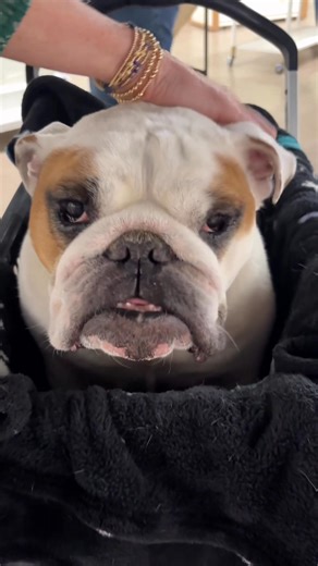 Perk of the job: Daisy visits! | Jennifer Coffey