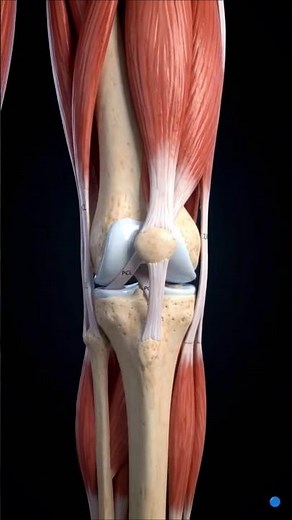 🦴 Knee Joint Anatomy Explained | Femur, Tibia, Patella & Cartilage | 3D Medical Animation #deformity