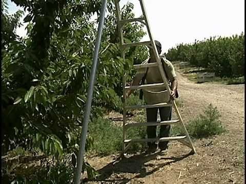 Tripod Ladder Safety