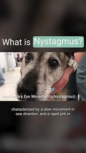 1.4K views · 16 reactions | Nystagmus is a symptom of vestibular...