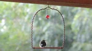 Bring The Charm Of Hummingbirds To Your Garden With This Easy DIY Swing - House Digest