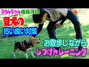 拾い食いの対策に‼️お散歩しつけトレーニング【ビーグル子犬成長日記】