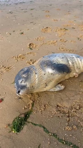This seal pup was found alone on Westcliff beach with an injured belly. The pup is now recovering in a wildlife rehab and although it’s early days, is said to be doing well. | Your Southend