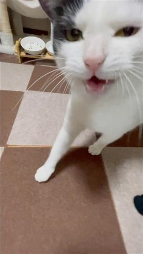 帰ったら『おかえり』と言ってくれるのか(聞こえるのか)チャレンジ#356 #cat #猫