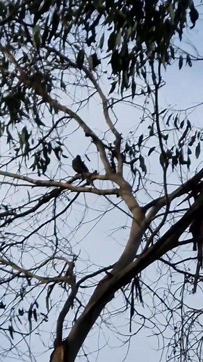Birds are arguably the most talented singers in the natural world. #birdssinging #birdssounds | Nature's Eye