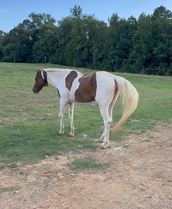 HENRY UPDATE 8/1/24: Henry is about the same. It was HOT today so nobody was moving around more than they had to. We saw a BIG improvement quickly when his abscess drained and now we’re working on his more chronic DDFT (deep digital flexor tendon) tear which is will be a long process to repair so I don’t expect to see big improvements on a daily basis. He’s eating well and he and Lady (who is also walking much better) 🙌🏻 have been hanging out together in the barn pasture. 🤗 I thought Henry wo