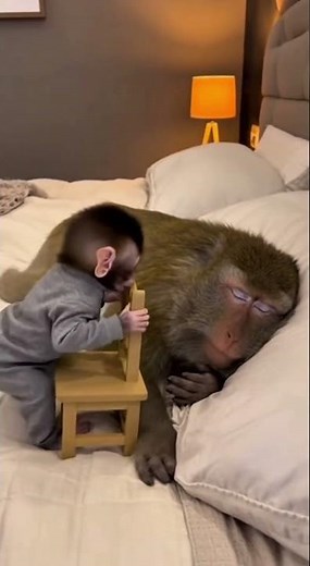 Too Loud… Baby Can’t Sleep 😅 #funnyvideo #monkey