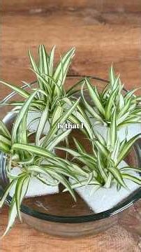 The Problem with Spider Plant Propagation