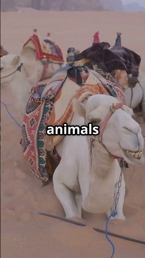 Fennek: The Desert Fox Fast Facts