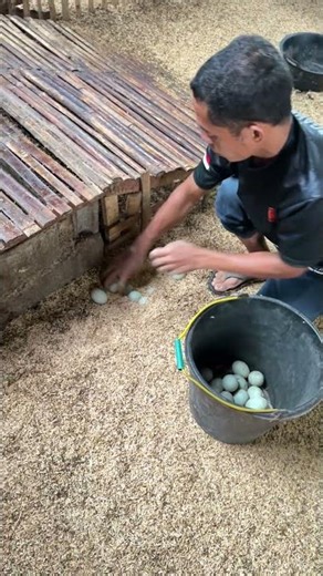 Choosing Fresh Duck Eggs from the Duck Coop