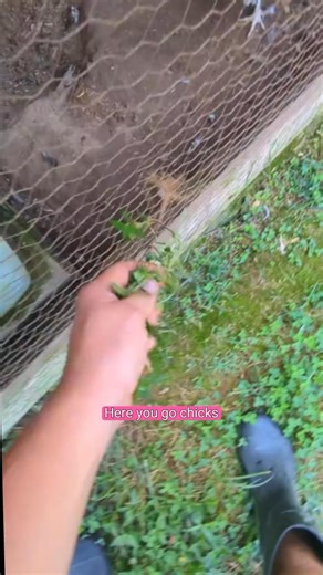 We Made A Pool Pond For The Chickens!! 👉🤣#chickensoftiktok #backyardchickens #chickens #pool #pond | Raising chickens