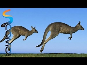 The Kangaroo