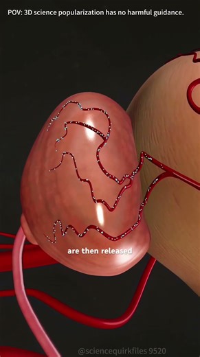Enlarged Prostate Treatment (Rezum and UroLift) 3D Animation #enlarge #prostat #treatment #rezum
