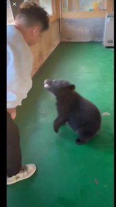 261K views · 2.7K reactions | Dafu bear like play with people. #bear #Bearcats #DaFu #dafubear #brownbears #brownbear #reelsviralシ #bearing #BearDown | Life Time Wild | Facebook